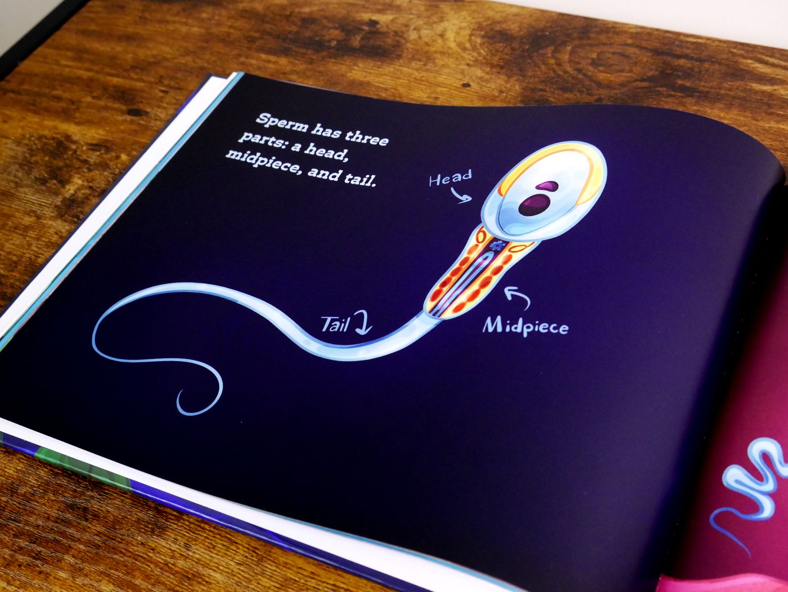 Interior page labeling the parts of a sperm cell from It All Begins With Two